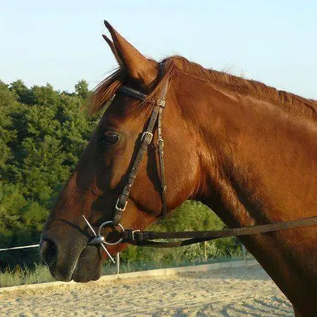 ファームステイ Nidodelfalcone Agriturismo Monteleone dʼOrvieto