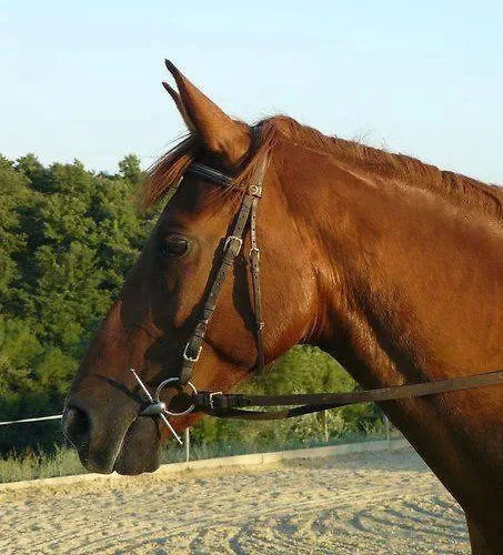 مزرعة للإقامة Nidodelfalcone Agriturismo Monteleone dʼOrvieto